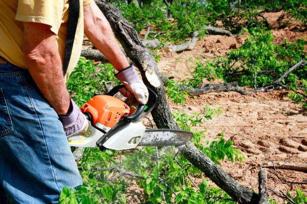 Cutlerville, MI Tree Service Company